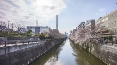 Tokyo, Meguro Nehri Parkı 'nda, erken kiraz çiçekleri sırasında (sakura hanami) 4k süratli bulutlar görüldü. Sakura çiçeğini görmek için en ünlü yerlerden biridir. Sağa çevir