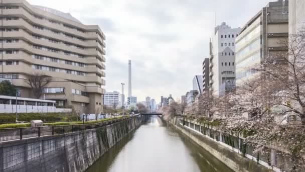 Időeltolódás Meguro River Parkban Tokióban Korai Cseresznyevirág Idején Sakura Hanami — Stock videók