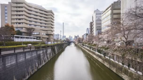 Időeltolódás Meguro River Parkban Tokióban Korai Cseresznyevirág Idején Sakura Hanami — Stock videók