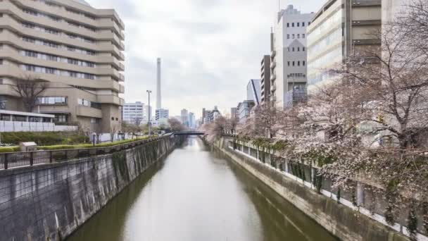 在东京Meguro River公园 在樱花盛开期间 云彩飘扬了4K次 Sakura Hanami 这是最有名的观赏樱花的地方之一 潘离开了 — 图库视频影像