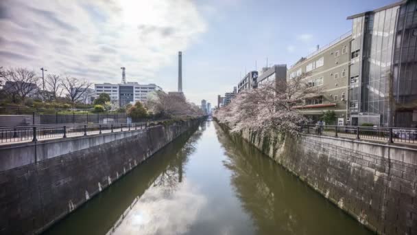 Time Lapse Rolling Clouds Meguro River Park Tokyo Early Cherry — Vídeo de Stock