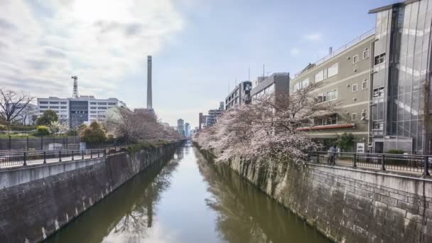 在东京Meguro River公园 在樱花盛开期间 云彩飘扬了4K次 Sakura Hanami 这是最有名的观赏樱花的地方之一 潘离开了 — 图库视频影像