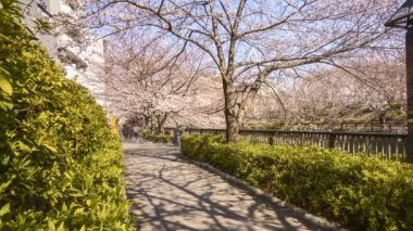 Tokyo, Meguro Nehri Parkı 'nda ilk kiraz çiçekleri (sakura hanami) sırasında yayanın 4 km' lik hareket hızı bulanıklığı. Sakura çiçeğini görmek için en ünlü yerlerden biridir. Sağa çevir