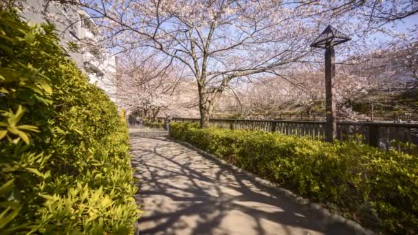 Time Lapse Motion Blur Pedestrian Meguro River Park Tokyo Early — Video Stock