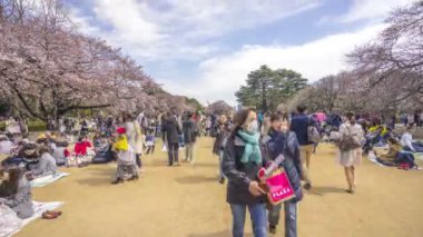 Shinjuku, Japonya - 2 Nisan 2017: Shinjuku Gyoen Milli Parkı (sakura hanami). Sakura çiçeğini görmek için en ünlü yerlerden biridir.. 