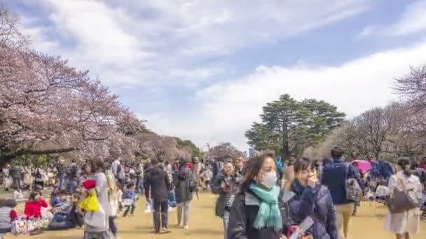 日本新宿 2017年4月2日 早熟樱花时期的新宿国家公园 Shinjku Gyoen National Park 这是最有名的观赏樱花的地方之一 往下倾斜 — 图库视频影像