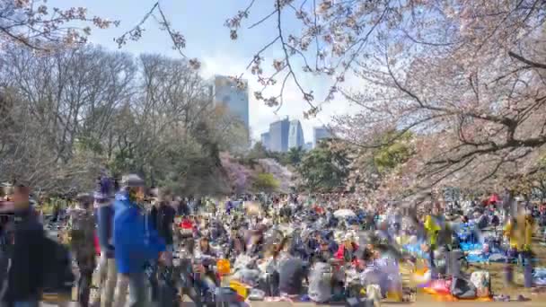 日本新宿 2017年4月2日 早熟樱花时期的新宿国家公园 Shinjku Gyoen National Park 这是最有名的观赏樱花的地方之一 往下倾斜 — 图库视频影像