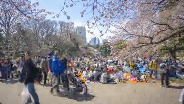 2017年4月2日 桜の早咲きの新宿御苑 さくら花見 桜の名所の一つです ズームイン — ストック動画