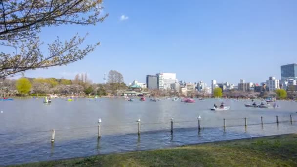 Tokió Japán 2017 Április Időeltolódás Ueno Parkban Korai Cseresznyevirág Idején — Stock videók