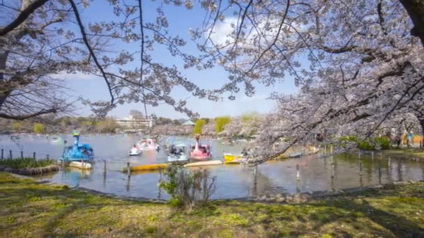 Tokyo Giappone Aprile 2017 Time Lapse Turisti Locali Che Visitano — Video Stock