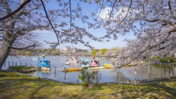 Tokio Japani Huhtikuu 2017 Matkailijoiden Paikallisten Vierailevien Ueno Parkissa Varhaisen — kuvapankkivideo