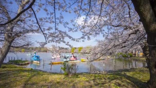 Tokyo Japonya Nisan 2017 Turist Yerel Turistlerin Erken Kiraz Çiçekleri — Stok video