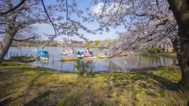 Tokyo Giappone Aprile 2017 Time Lapse Turisti Locali Che Visitano — Video Stock