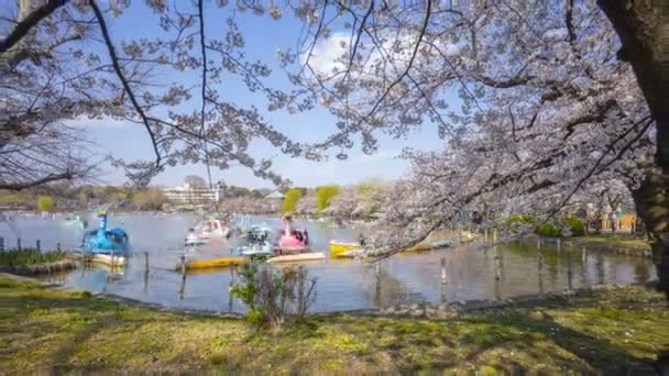 Tokyo Giappone Aprile 2017 Time Lapse Turisti Locali Che Visitano — Video Stock