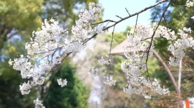 Bahar kiraz çiçeği (sakura hanami) sırasında Tokyo Ulusal Parkı 'nın 4k b-roll sineması. Sakura çiçeğini görmek için en ünlü yerlerden biridir.. 