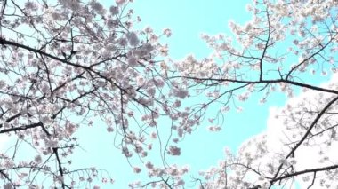 Bahar kiraz çiçeği (sakura hanami) sırasında Tokyo Ulusal Parkı 'nın 4k b-roll sineması. Sakura çiçeğini görmek için en ünlü yerlerden biridir.. 