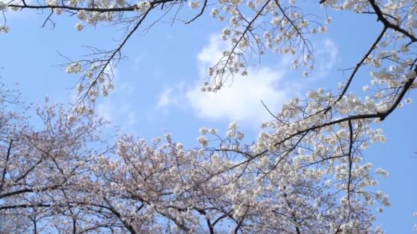 Roll Materiał Filmowy Tokio National Park Podczas Wiosennego Kwitnienia Wiśni — Wideo stockowe