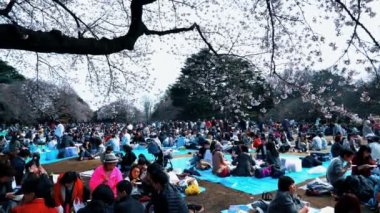 Tokyo, Japonya - Nisan 2017: 4k b-roll Tokyo Ulusal Parkı 'nın kiraz çiçeklerinin (sakura hanami) tadını çıkaran kalabalık görüntüleri. Sakura çiçeğini görmek için en ünlü yerlerden biridir..
