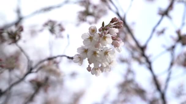 Tokio Japonia Circa Kwiecień 2017 Roll Materiał Filmowy Tokio National — Wideo stockowe