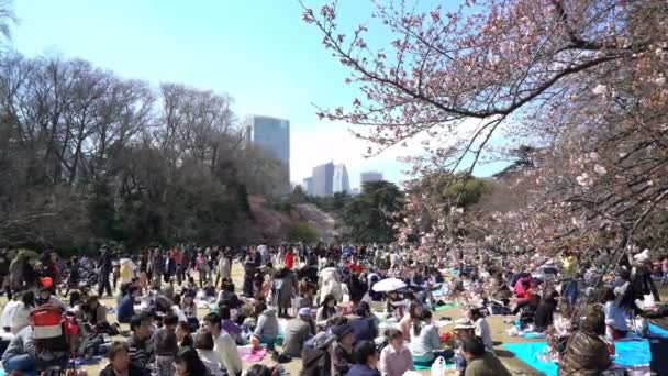 Circa 2017年4月 を楽しむ人々で賑わう東京国立公園の4K Bロール映画 桜の名所の一つです — ストック動画