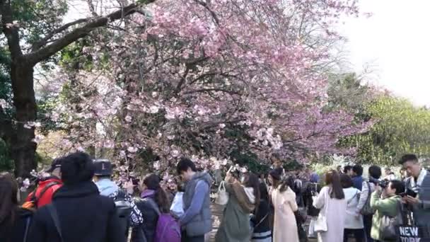 Tokyo Giappone Circa Aprile 2017 Roll Filmati Cinematografici Del Parco — Video Stock