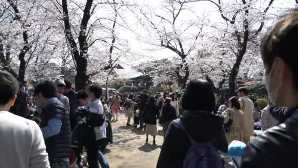 日本东京 2017年4月 日本东京 Roll的东京国家公园电影胶片 观众可以欣赏樱花 Sakura Hanami 这是最有名的观赏樱花的地方之一 — 图库视频影像