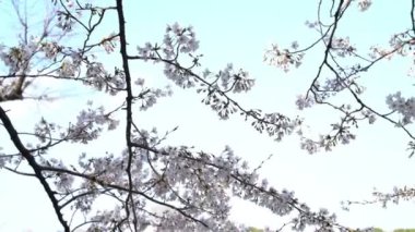 Bahar kiraz çiçeği (sakura hanami) sırasında Tokyo Ulusal Parkı 'nın 4k b-roll sineması. Sakura çiçeğini görmek için en ünlü yerlerden biridir.. 