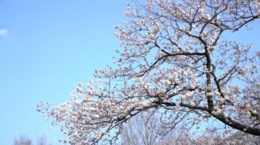 Bahar kiraz çiçeği (sakura hanami) sırasında Tokyo Ulusal Parkı 'nın 4k b-roll sineması. Sakura çiçeğini görmek için en ünlü yerlerden biridir.. 