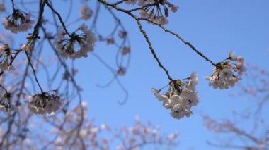 Bahar kiraz çiçeği (sakura hanami) sırasında Tokyo Ulusal Parkı 'nın 4k b-roll sineması. Sakura çiçeğini görmek için en ünlü yerlerden biridir.. 