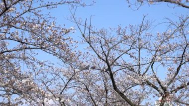 Bahar kiraz çiçeği (sakura hanami) sırasında Tokyo Ulusal Parkı 'nın 4k b-roll sineması. Sakura çiçeğini görmek için en ünlü yerlerden biridir.. 