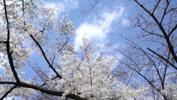 Roll Materiał Filmowy Tokio National Park Podczas Wiosennego Kwitnienia Wiśni — Wideo stockowe