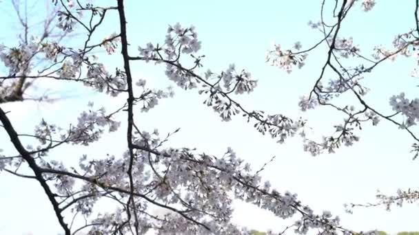 Roll Séquences Cinématographiques Parc National Tokyo Pendant Floraison Des Cerisiers — Video