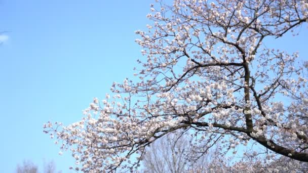 Roll Filmové Záběry Tokijského Národního Parku Během Jarního Květu Třešní — Stock video