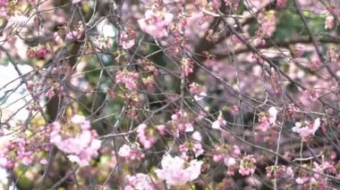 Bahar kiraz çiçeği (sakura hanami) sırasında Tokyo Ulusal Parkı 'nın 4k b-roll sineması. Sakura çiçeğini görmek için en ünlü yerlerden biridir.. 
