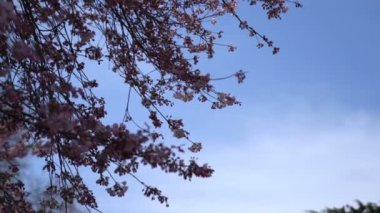Bahar kiraz çiçeği (sakura hanami) sırasında Tokyo Ulusal Parkı 'nın 4k b-roll sineması. Sakura çiçeğini görmek için en ünlü yerlerden biridir.. 