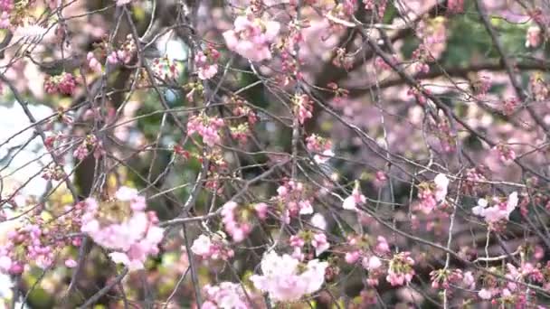 Roll Filmové Záběry Tokijského Národního Parku Během Jarního Květu Třešní — Stock video