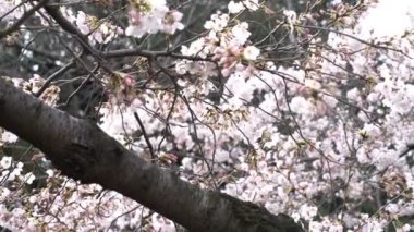 Bahar kiraz çiçeği (sakura hanami) sırasında Tokyo Ulusal Parkı 'nın 4k b-roll sineması. Sakura çiçeğini görmek için en ünlü yerlerden biridir.. 