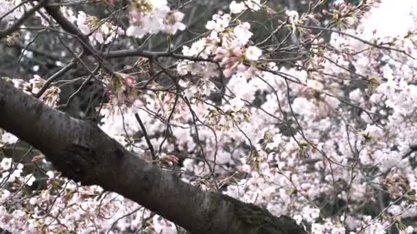 Roll Séquences Cinématographiques Parc National Tokyo Pendant Floraison Des Cerisiers — Video