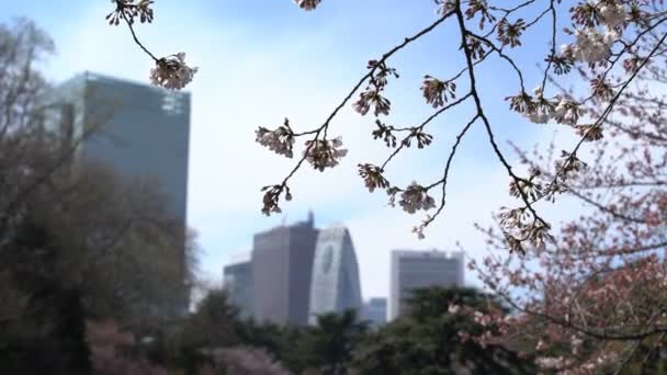 Roll Filmmaterial Von Touristen Und Einheimischen Die Den Ueno Park — Stockvideo