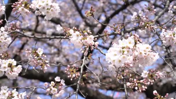 Roll Riprese Cinematografiche Del Tokyo National Park Durante Fioritura Dei — Video Stock