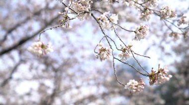 Bahar kiraz çiçeği (sakura hanami) sırasında Tokyo Ulusal Parkı 'nın 4k b-roll sineması. Sakura çiçeğini görmek için en ünlü yerlerden biridir.. 