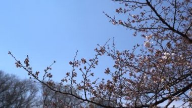 Bahar kiraz çiçeği (sakura hanami) sırasında Tokyo Ulusal Parkı 'nın 4k b-roll sineması. Sakura çiçeğini görmek için en ünlü yerlerden biridir.. 