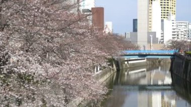 Bahar kiraz çiçeği (sakura hanami) sırasında Tokyo Ulusal Parkı 'nın 4k b-roll sineması. Sakura çiçeğini görmek için en ünlü yerlerden biridir.. 