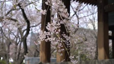 Bahar kiraz çiçeği (sakura hanami) sırasında Tokyo Ulusal Parkı 'nın 4k b-roll sineması. Sakura çiçeğini görmek için en ünlü yerlerden biridir.. 