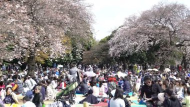 Tokyo, Japonya - Nisan 2017: 4k b-roll Tokyo Ulusal Parkı 'nın kiraz çiçeklerinin (sakura hanami) tadını çıkaran kalabalık görüntüleri. Sakura çiçeğini görmek için en ünlü yerlerden biridir..