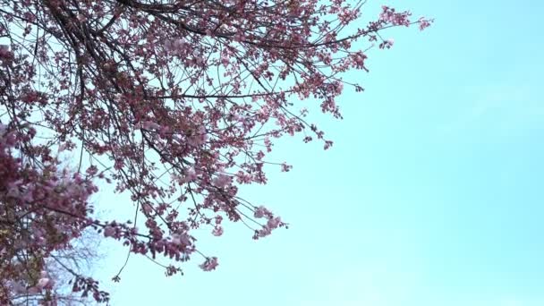 Roll Filmische Beelden Van Tokyo National Park Tijdens Lente Kersenbloesem — Stockvideo