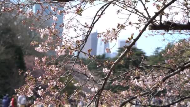 Roll Materiał Filmowy Tokio National Park Podczas Wiosennego Kwitnienia Wiśni — Wideo stockowe