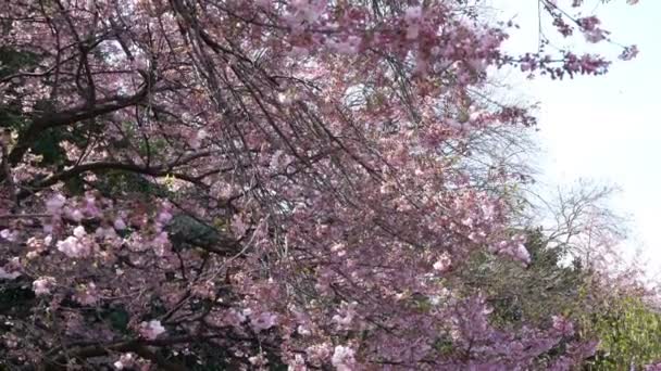 Roll Cinematic Footage Tokyo National Park Spring Cherry Flossom Sakura — стокове відео
