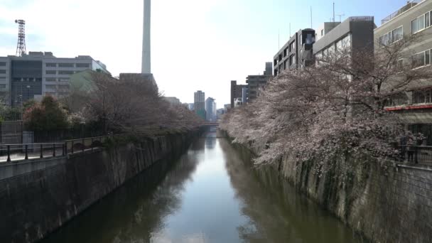 Roll Cinematic Footage Tokyo National Park Spring Cherry Flossom Sakura — стокове відео