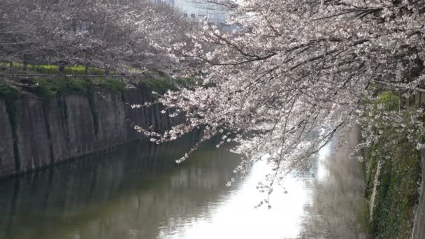 Roll Кинематографические Кадры Токийского Национального Парка Время Весеннего Цветения Вишни — стоковое видео
